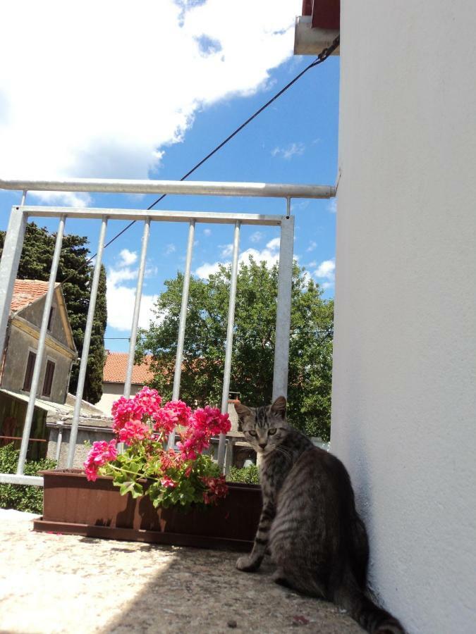 Apartment Lordanic Zaglav, Dugi Otok Exterior foto